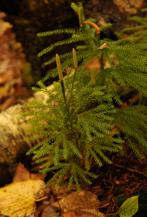 Hike up Mt. Cabot [90 mm, 1/60 sec at f / 7.1, ISO 1600]